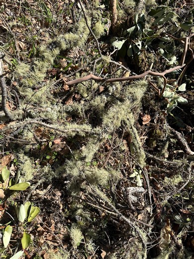 Wildcrafted Usnea (old Man’s Beard) | Organic Lichen | Herbalist Supply | Immune Support Herb | Sustainably Harvested Apothecary Ingredient - Etsy