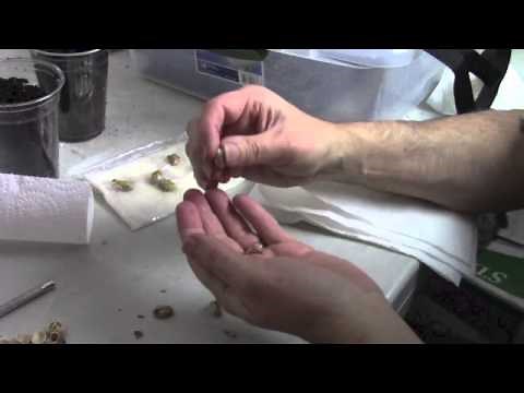 Growing Pistachio Trees From Seed