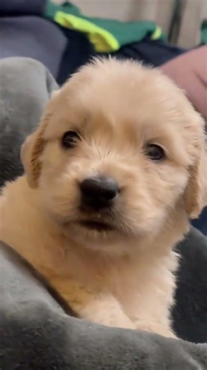 The Adorable Dog's Unbeatable Obedience Test