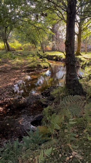 36 reactions · 3 comments | Watch the forest change with me ...