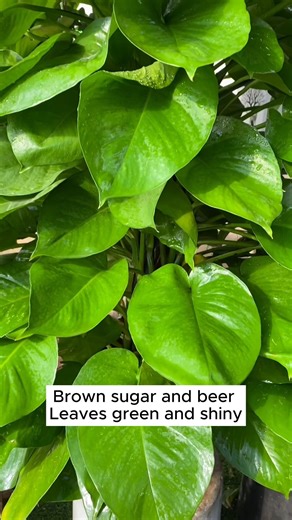 1M views · 7.1K reactions | Good tips for watering plants #garden #gardening #plants #planting #planthacks #gardenhacks #gardeningmakemehappy #gardeningtips #gardeningideas #gardeninspiration #gardenlove | Garden For Life | Facebook