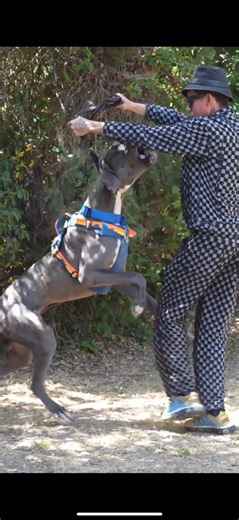 167K views · 2.7K reactions | Helping this owner out with her OUT OF CONTROL Great Dane | The Dog Daddy | Facebook