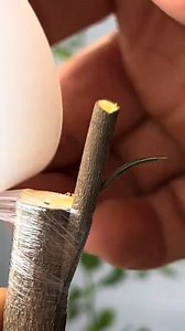 How to graft loquat trees, done in minutes...#grafting #fruittrees #graftingtechniques #graftinghard #graftingskills #graftingtechnology #grafton #plantbased #naturelovers #trees #plants #growth #gardeningtips #nature #viral #reels | Plants World