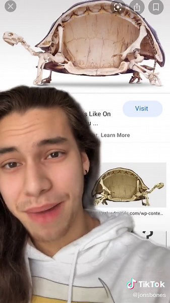 Exploring the Fascinating Turtle Bone Structure