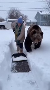 The Driveway Drift Disaster . . . . . . . . . . #grandpa #grandma #bear #mommabear | Buddy Sparkle