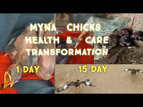 How To Feed baby bird Myna Health & Care 1 to 15 days