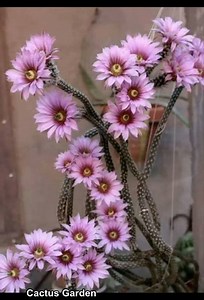 246K views · 10K reactions | Blooming Cactus and Succulents Cactus Garden | Cactus Garden | Facebook