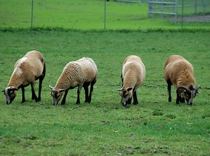 Want To Be Lazy Yet Have Fun? We Made Your Spring Bucket List For The San Ramon Area