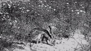 Jack Rabbits | The Dust Bowl