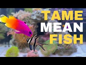 5 Tips to Beat Fish Aggression in Aquarium