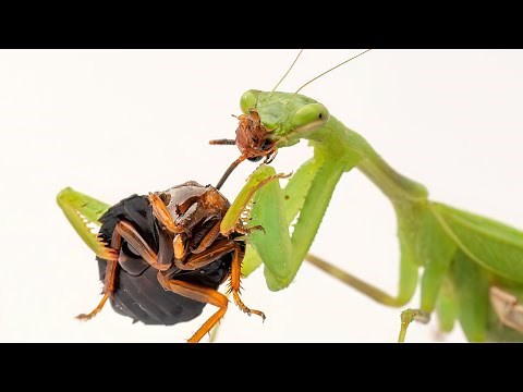 Praying Mantis Eating a Cockroach (Timelapse)