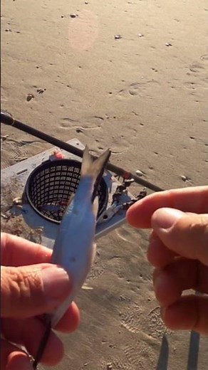 Best Surf Fishing Rig/Surf Fishing for Beginners/How to surf fish/ #shortsfishing