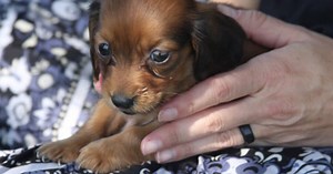 Family says be wary of breeders after puppy dies