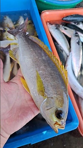 為大家介紹黃雞魚(三線磯鱸)的解說及烹調方式