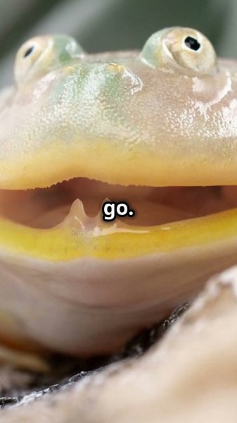 Budgett's Frog - Cannibal of The Swamp