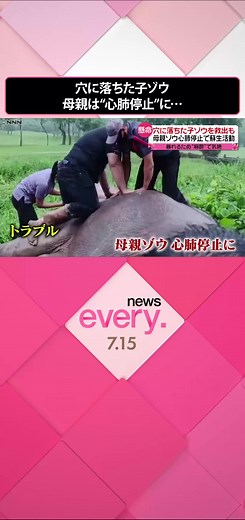 #タイ 中部で今月13日、1歳ほどとみられる子#ゾウ が深さは2メートルほどの穴に落ちました。近くの村人たちが救助にあたりましたが、救助の妨げにならないよう麻酔で眠らせた母親ゾウが、心肺停止になってしまいました。#日テレnews #tiktokでニュース