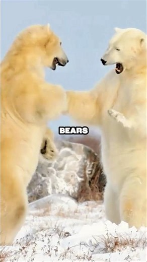 Only 4 Animals See Humans As Prey