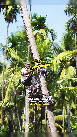 The person who invented this machine must be a genius! #documentary #engineering #machine #treeclimber