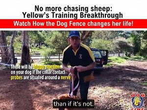 89 reactions · 31 comments | Watch these "Gentle Dog Fence Training...