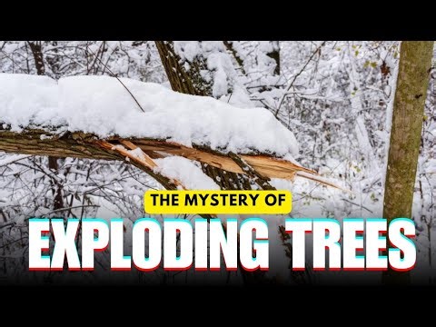 Exploding Trees in Cold Weather? Can trees really explode from the cold?