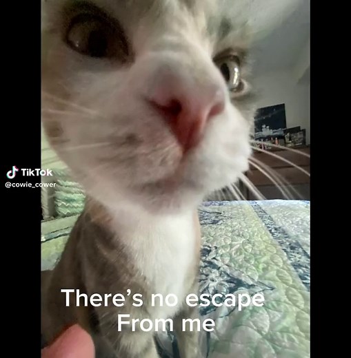 Chunky Monster Cat: Catland Central Monster Skillet Song