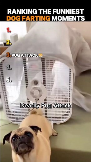 Ranking The Funniest Dog Farting Moments