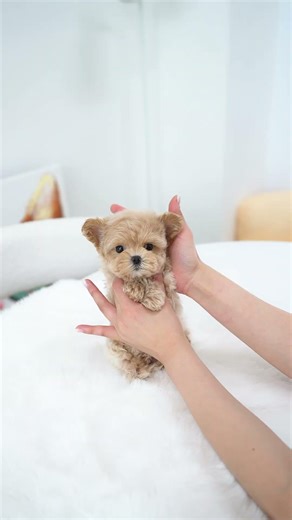 Have you ever seen such a cute Maltipoo here?😍 - Aloha Teacup Puppies #maltipoo #cute #babyboy