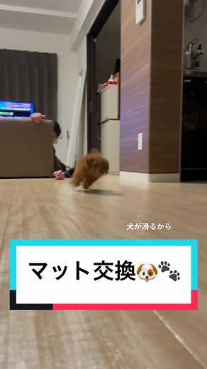トイプードルの為のカインズタイルカーペット