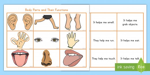 Body Parts and Their Functions Matching Cards