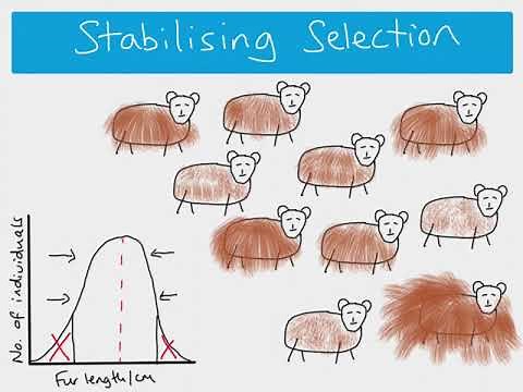 A2 Biology -Types of Natural Selection