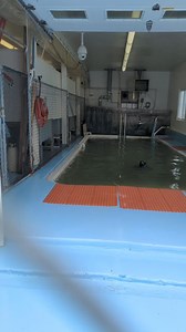 MMSC Live Patient Update- Watch the full video on our Facebook page! 🦭 | Marine Mammal Stranding Center