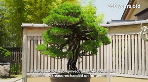3K views · 41 reactions | #Bonsai is the art of reproducing natural...