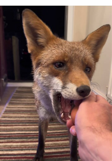 Teddy the amazing fox. #fox #foxes #foxy