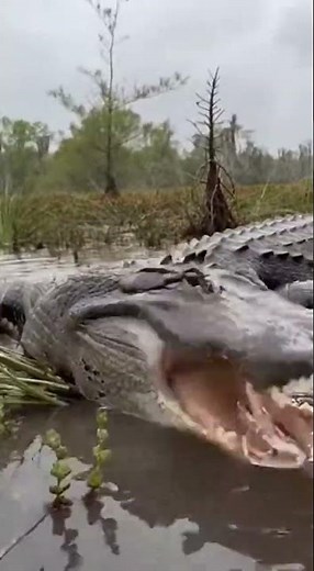 WHO WILL WIN? 🐊 vs 🐍 Massive Python tries to EAT an Alligator! #wildbattles #florida #nature