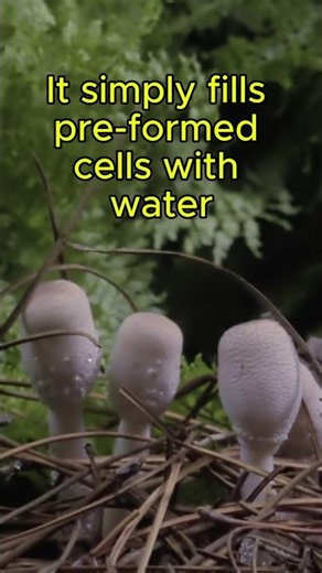 The Fastest Growing Thing You’ve Ever Seen #facts #science #mushroom #fungi