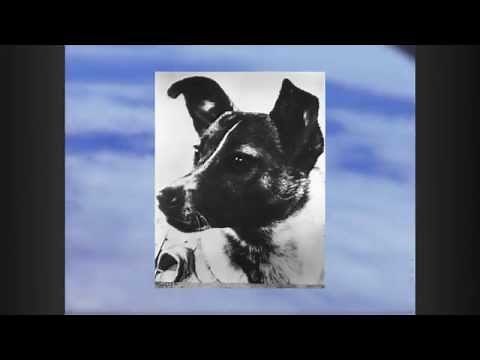 First Animal in Space - Decades TV Network