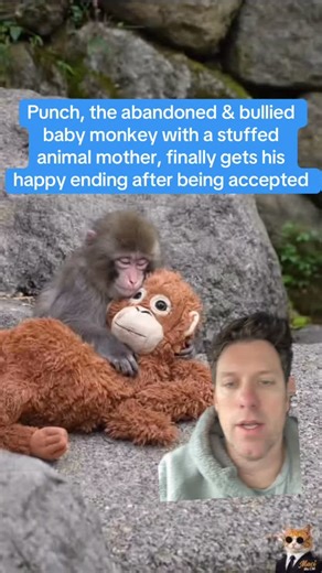 Punch, the MEGA viral abandoned & bullied baby monkey with a stuffed animal for a mother, finally gets his happy ending after being accepted by his troop of monkeys. Punch was abandoned by his mother and raised by humans. Reintroducing him to the troop in the zoo was rough. He was bullied and ostracized. Punch kept turning to his stuffed orangutan for love and comfort until finally his adoptive mother took him in and now she cares for him and loves him. Punch should be planet earth’s official ma