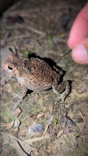 Catching a frog wants to laugh | funny frogs compilation | Catch a frog for fun | tep longheng funny