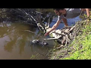 Cool Crocodile
