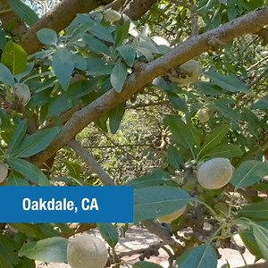 Guard your tree nuts from diseases like Alternaria leaf spot with Miravis® Duo fungicide for higher quality yield potential. | Syngenta US | Facebook