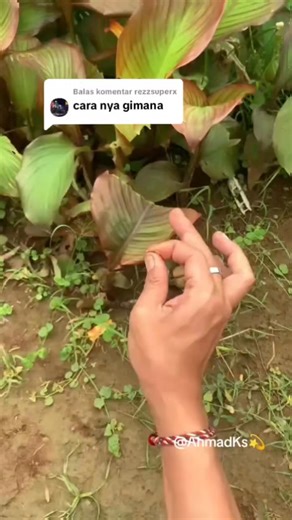 #alatsulappancageni #alatsulapjentikapi #tutorialjentikjarikeluarapi #serbukpancageni #carapakaipancageni #caramenggunakanalatsulappancageni #caramenggunakanpancageni #pancageni #alatsulapdukun | Ahmad Kamil Sarwoto