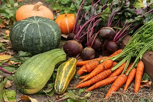 Plantez ces légumes d’automne avant la mi-novembre au potager, ils garantissent une récolte facile et spectaculaire