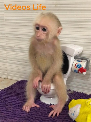 Baby Monkey Experiences Diarrhea After Eating Spoiled Food