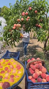 Enjoy life with harvesting peaches from farmers with natural landscape fruit farm #2024 #peaches | Fruits Man