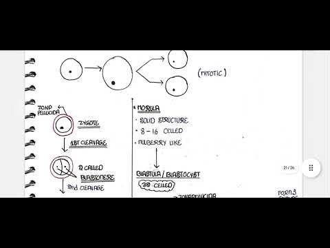 Human reproduction Handwritten notes 12th or NEET PDF📝📝📒|samapti mam pw|