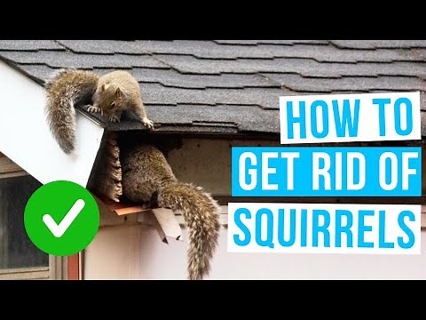 How to GET RID OF SQUIRRELS in garden, attic or roof space