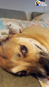 Rescue bird has the best reaction to a stuffed animal that looks just like his favorite dog brother ❤️ | Odd Couples by The Dodo