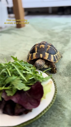 So smol 🤏❤️ . . . #exoticpets #tortoise #gecko #snake #dogsoftiktok