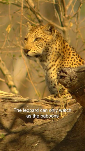 Hunting baboons takes a Leopard a whole day 🐆 | Untamed