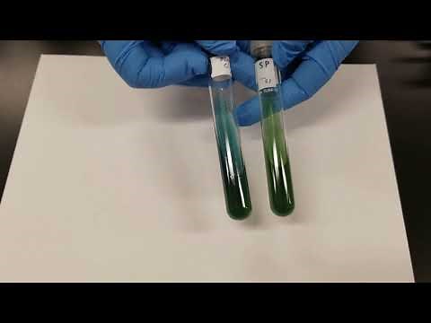 Simmon's Citrate Test